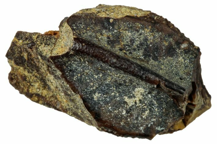 Fossil Hadrosaur (Edmontosaurus) Partial Tooth - Wyoming #323963